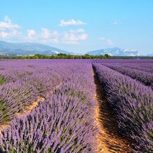 Valensole